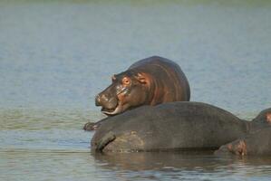 hipopótamo anfíbio dentro poço de água, Kruger nacional parque, sul África foto