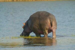 hipopótamo anfíbio dentro poço de água, Kruger nacional parque, sul África foto