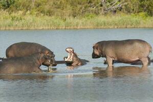 hipopótamo anfíbio dentro poço de água, Kruger nacional parque, sul África foto