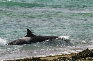 assassino baleia, orca, Caçando uma mar leão filhote, Península valdes, patagônia Argentina foto