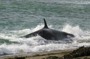 assassino baleia, orca, Caçando uma mar leão filhote, Península valdes, patagônia Argentina foto