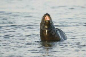 bebê sul americano mar leão, Península valdes, chubut província patagônia Argentina foto