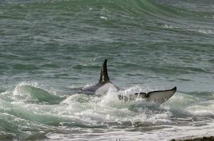 assassino baleia, orca, Caçando uma mar leão filhote, Península valdes, patagônia Argentina foto