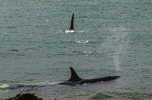 assassino baleia, orca, Caçando uma mar leão filhote, Península valdes, patagônia Argentina foto