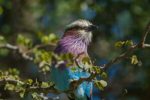 lilás peito rolo empoleirado , Kruger nacional parque, sul África foto