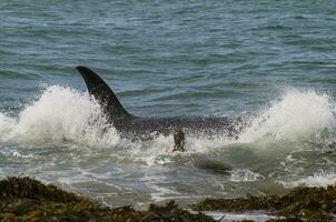 assassino baleia, orca, Caçando uma mar leão filhote, Península valdes, patagônia Argentina foto