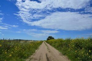 pampas Primavera paisagem, la pampa província, Patagônia, Argentina. foto