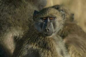 babuíno, Kruger nacional parque, sul África foto