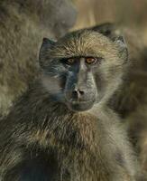 babuíno, Kruger nacional parque, sul África foto