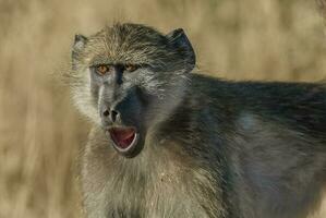 babuíno, Kruger nacional parque, sul África foto