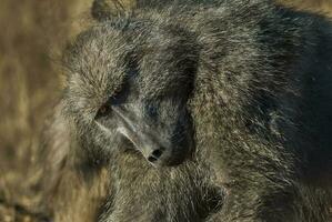 babuíno, Kruger nacional parque, sul África foto