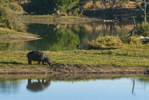 hipopótamo anfíbio dentro poço de água, Kruger nacional parque, sul África foto