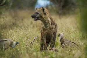 hiena comendo, Kruger nacional parque, sul África. foto