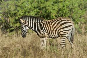 comum zebra, Kruger nacional parque, sul África. foto