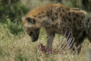 hiena comendo, Kruger nacional parque, sul África. foto