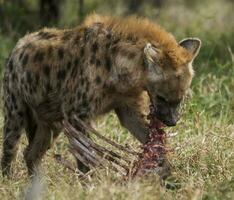 hiena comendo, Kruger nacional parque, sul África. foto