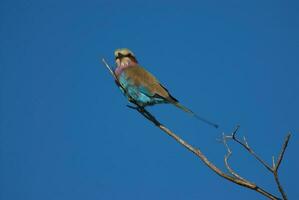 lilás peito rolo empoleirado , Kruger nacional parque, sul África foto