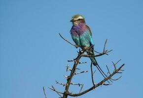 lilás peito rolo empoleirado , Kruger nacional parque, sul África foto