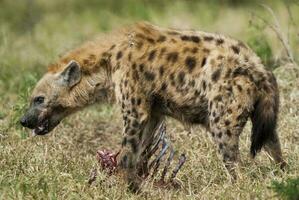 hiena comendo, Kruger nacional parque, sul África. foto