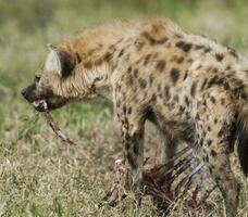 hiena comendo, Kruger nacional parque, sul África. foto