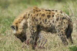 hiena comendo, Kruger nacional parque, sul África. foto