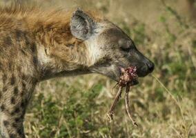 hiena comendo, Kruger nacional parque, sul África. foto