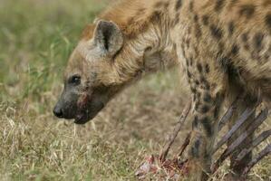 hiena comendo, Kruger nacional parque, sul África. foto