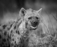 hiena comendo, Kruger nacional parque, sul África. foto