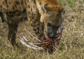 hiena comendo, Kruger nacional parque, sul África. foto