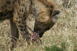 hiena comendo, Kruger nacional parque, sul África. foto