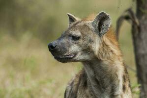 hiena sorriso, Kruger nacional parque, sul África. foto