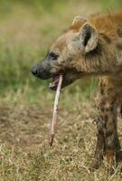 hiena comendo, Kruger nacional parque, sul África. foto