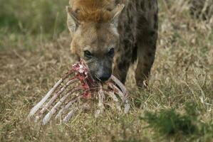 hiena comendo, Kruger nacional parque, sul África. foto