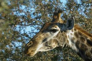 girafa Kruger nacional parque sul África. foto