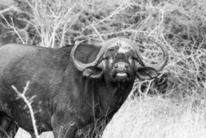 capa búfalo mãe e panturrilha, Kruger nacional parque, sul África. foto
