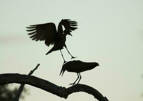 cabeça de martelo cegonha, Kruger nacional parque, sul África. foto