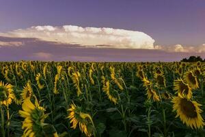 girassol , pampas , Argentina foto