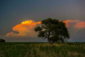 pampas árvore panorama com uma tempestade dentro a fundo, la pampa província, Argentina foto