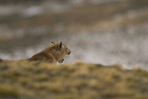 Puma caminhando dentro montanha ambiente, torres del paine nacional parque, Patagônia, Chile. foto