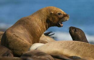 mãe e bebê mar leão, Península valdes, chubut província patagônia Argentina foto