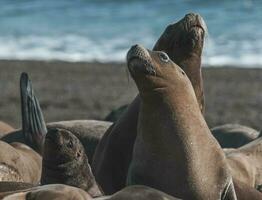 mar leão dentro Península valdes, chubut província, patagônia , Argentina foto