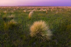 pampas Relva panorama às pôr do sol, la pampa província, Argentina foto