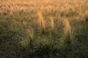 pampas Relva panorama às pôr do sol, la pampa província, Argentina foto