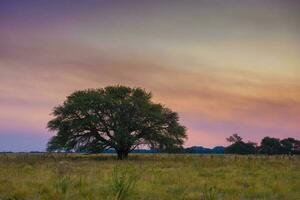 pampas árvore panorama com uma tempestade dentro a fundo, la pampa província, Argentina foto