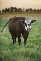 vaca retrato dentro pampas paisagem, la pampa província, Patagônia, Argentina. foto