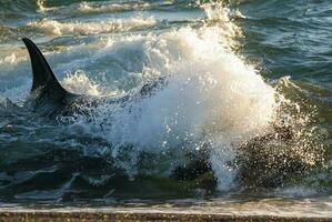 assassino baleia, orca, Caçando uma mar leão filhote, Península valdes, patagônia Argentina foto