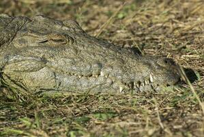 Nilo cocodrilo, Kruger nacional parque , sul África. foto