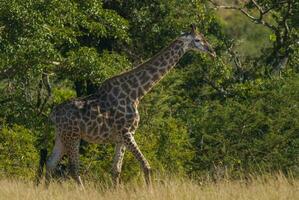 girafa Kruger nacional parque sul África. foto