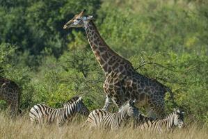 girafa sul África foto