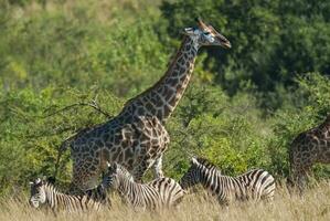 girafa e zebras, Kruger nacional parque, sul África. foto